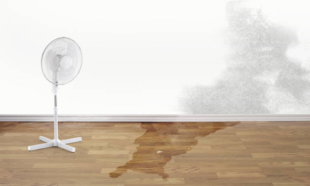 Best Flood damage cleanup  in La Paloma, TX